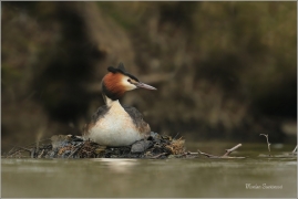 <p>POTÁPKA ROHÁČ (Podiceps cristatus) Varnsdorf ----- /Great grested grebe – Haubentaucher/</p>